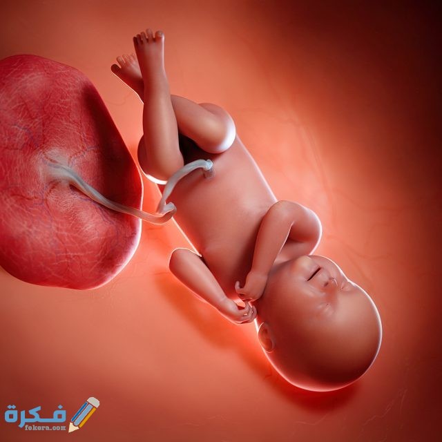 قصص عن الاستغفار ونوع الجنين