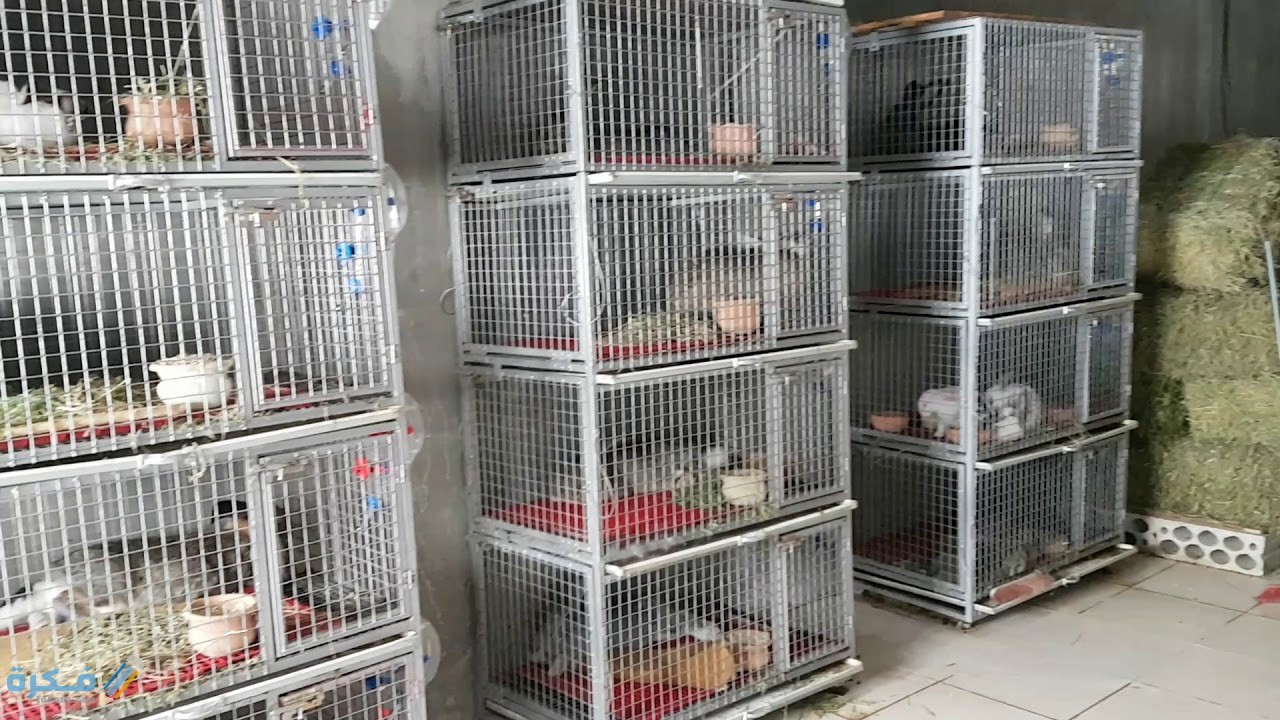 دراسة مشروع تربية الأرانب