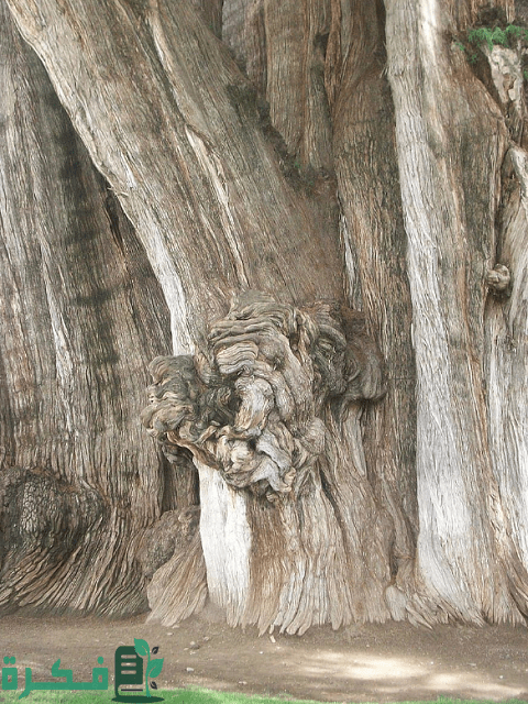 أغرب 10 أشجار من حول العالم أغرب 10 أشجار من حول العالم
