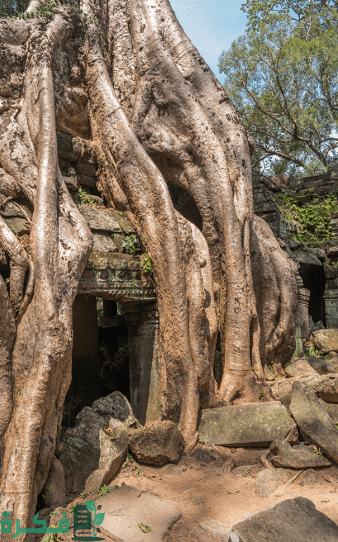 أغرب 10 أشجار من حول العالم أغرب 10 أشجار من حول العالم