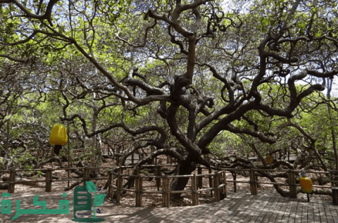 أغرب 10 أشجار من حول العالم أغرب 10 أشجار من حول العالم