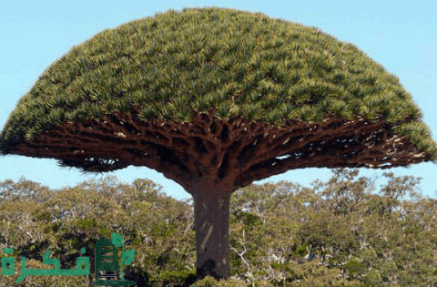 أغرب 10 أشجار من حول العالم أغرب 10 أشجار من حول العالم