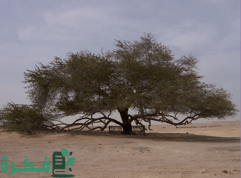 أغرب 10 أشجار من حول العالم أغرب 10 أشجار من حول العالم