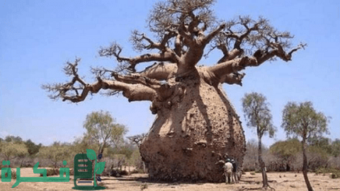 أغرب 10 أشجار من حول العالم أغرب 10 أشجار من حول العالم