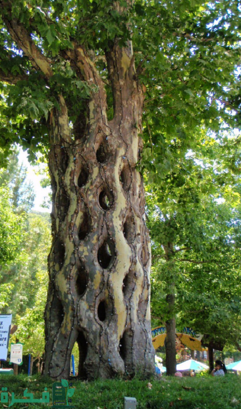 أغرب 10 أشجار من حول العالم أغرب 10 أشجار من حول العالم