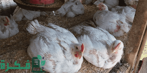 أفضل برنامج لتربية دواجن التسمين