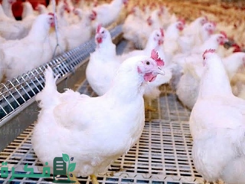 جدول أوزان الفراخ البيضاء