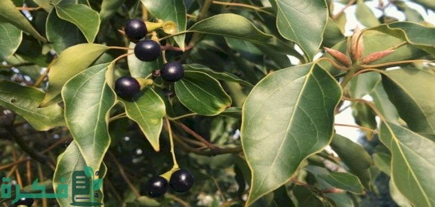 متى ينتهي مفعول الكافور