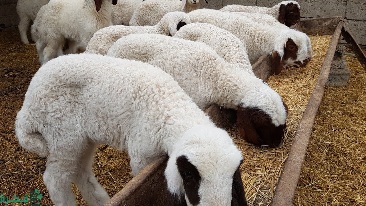 مشروع ب 10 مليون سنتيم في المغرب