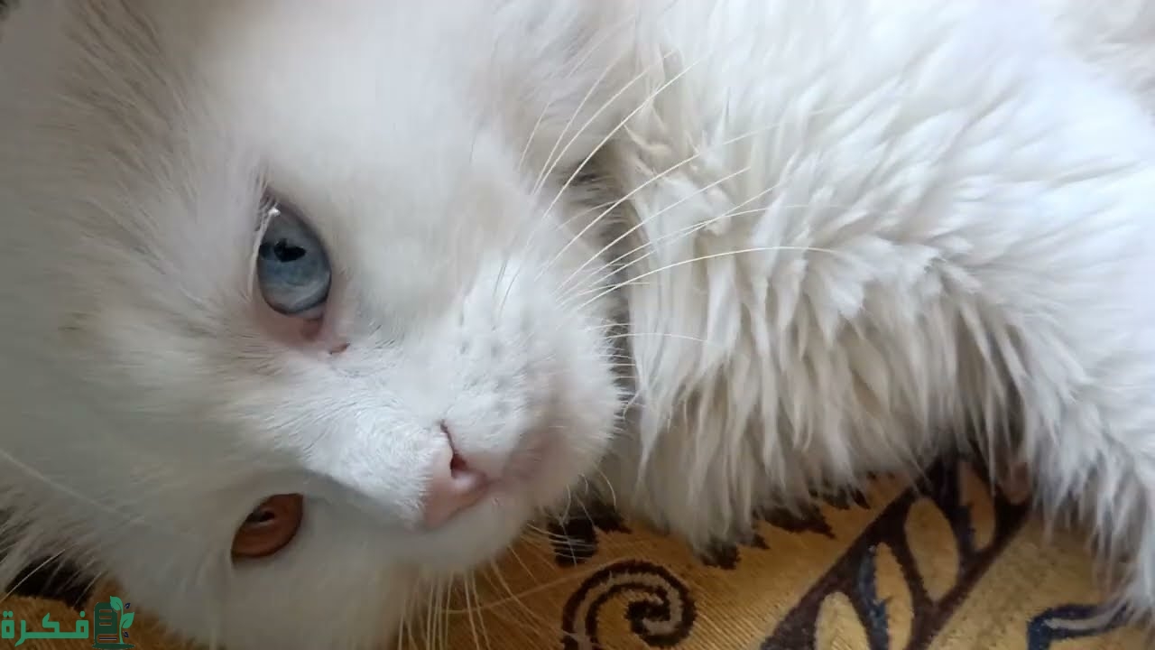 ماذا يعني موت القطط في البيت