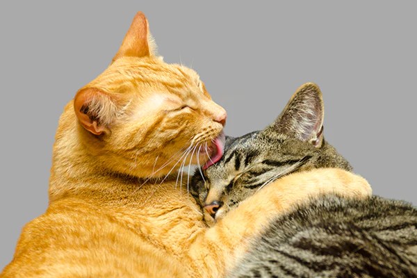 علامات التزاوج عند القطط الذكور