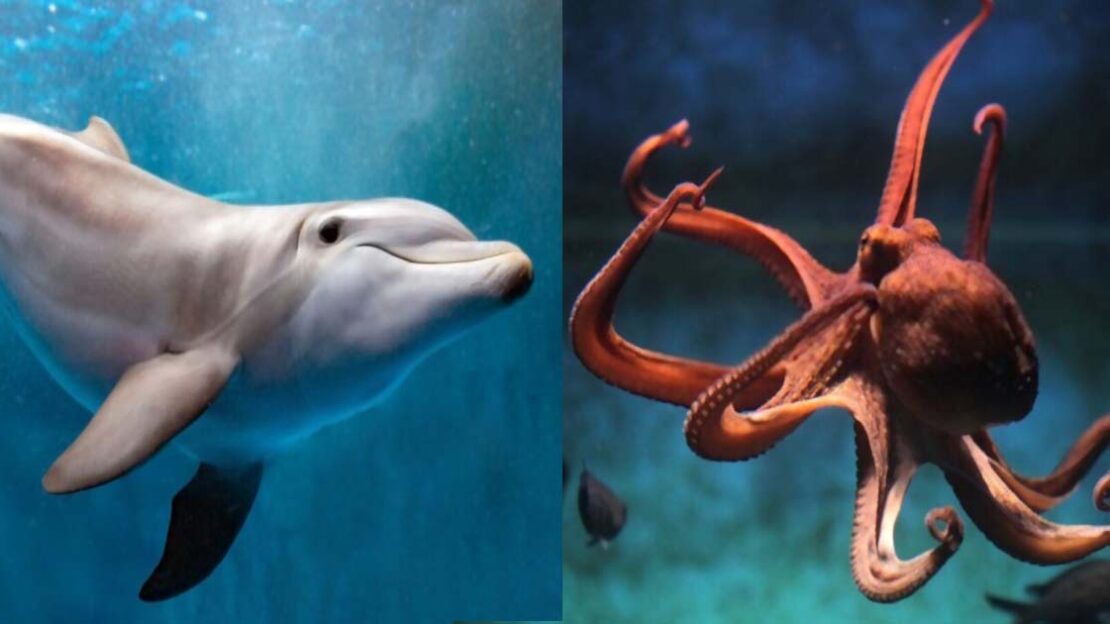 Recently extinct animals: list of extinct species 2021