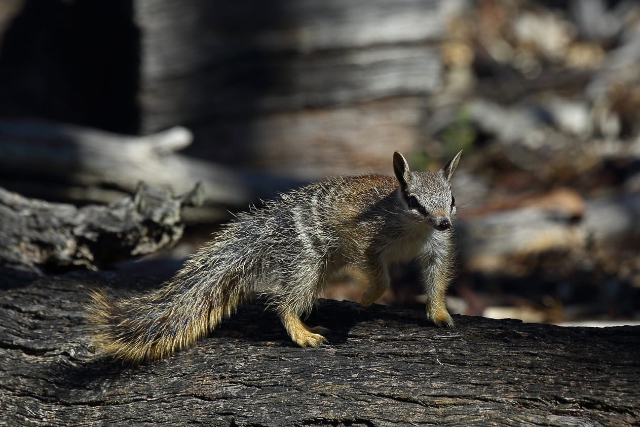 The fauna of australia consists of a huge variety of unique animals; FAMEâs 2019 Top Ten â The Foundation for Australiaâs Most