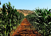 ©Assirem Gouraya de Bejaia