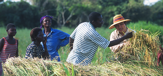 Image result for fao