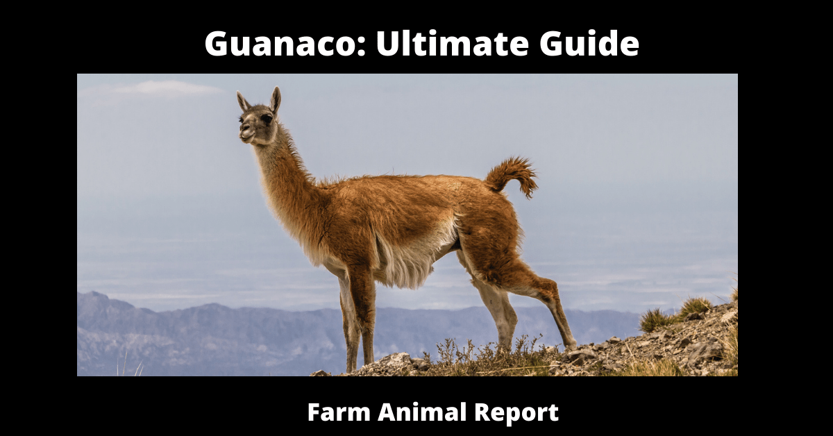 There are tons of great resources for free printable color pages online. Guanaco Ultimate Guide Llama Farm Animal Report