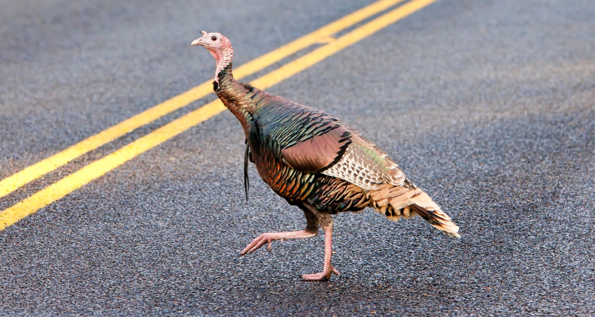 Whether you're a teacher looking for a fun classroom activity or you're a parent who loves spend quality time with your kids, riddles are a fun, easy and free way to do that. Why Did The Turkey Cross The Road Farmers Almanac