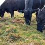 Grazing For Profit And Biodiversity: Deferred Grazing | Information ...