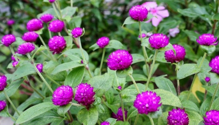 Berhasil mengamankan satu awetan harimau sumatera di rumah warga di palembang, bersama dua kepala rusa dan satu individu beruang madu… flora fauna . Cara Menanam dan Merawat Bunga Kancing Di Pekarangan Rumah