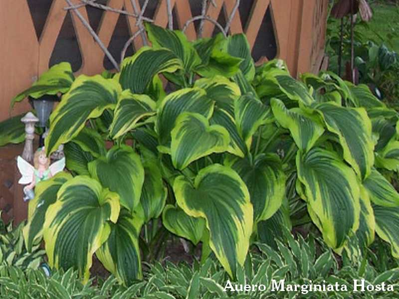 hostatemp Favorite Perennials — Favorite Perennials