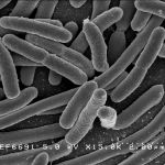 E. Coli Alert in Foxboro, MA