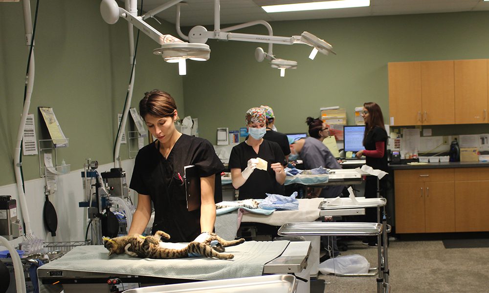 trap neuter return tnr - first coast no more homeless pets on no more homeless pets norwood