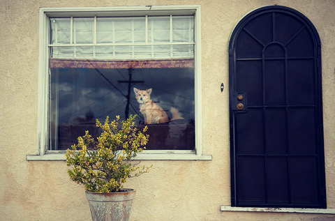 Rachel-Bellinsky pets in windows photos