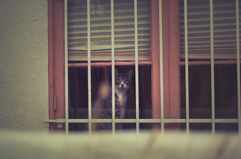 Rachel-Bellinsky pets in windows photos