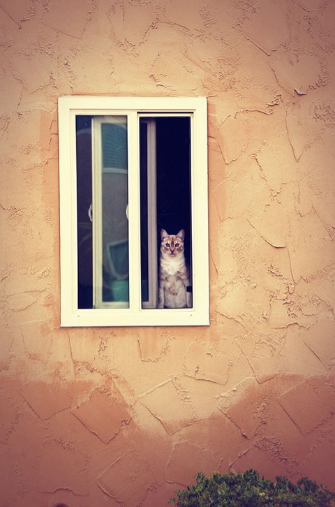 Rachel-Bellinsky pets in windows photos