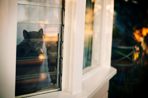 Rachel-Bellinsky pets in windows photos