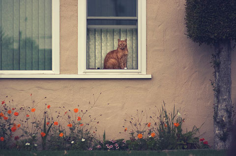 Rachel-Bellinsky pets in windows photos