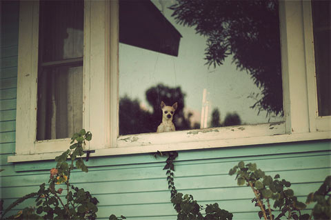 Rachel-Bellinsky pets in windows photos