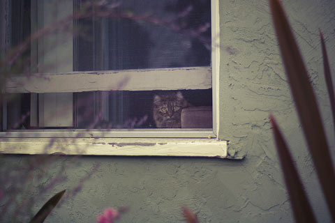 Rachel-Bellinsky pets in windows photos