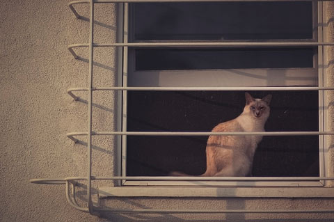 Rachel-Bellinsky pets in windows photos