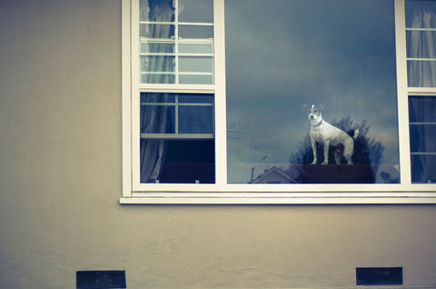 Rachel-Bellinsky pets in windows photos