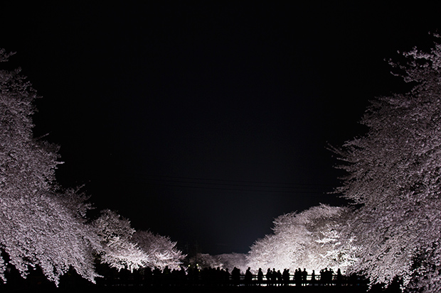 Enchanting Nogawa Cherry Blossoms Illuminated at Night - Feature Shoot