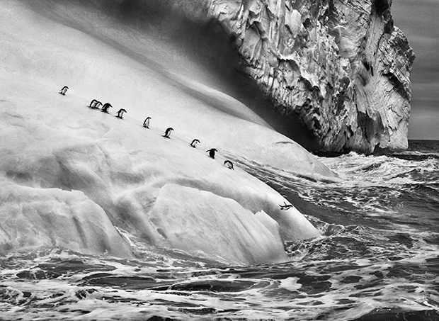 Genesis' is Photographer Sebastião Salgado's 'Love Letter to the
