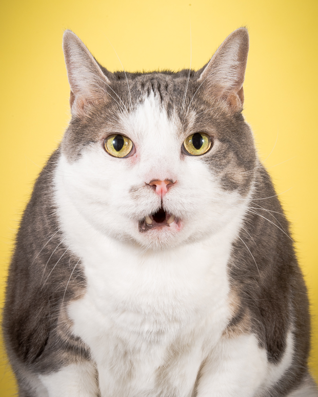 Fat Cats Star in Irresistible Photos - Feature Shoot