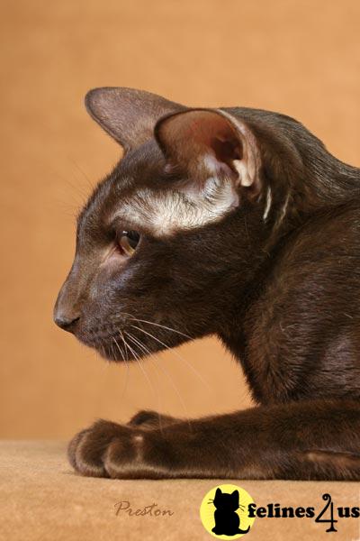 Oriental kitten for sale: oriental shorthair kittens for sale 15 yrs