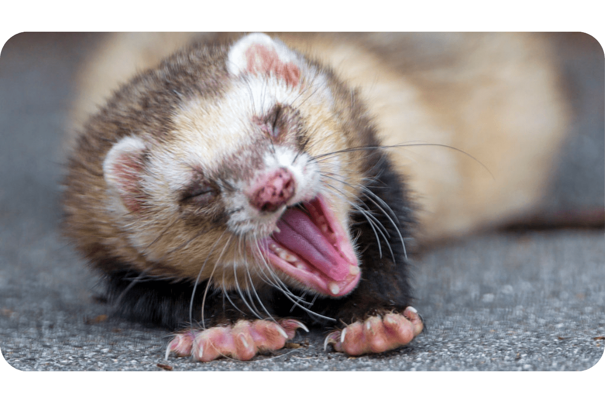 Are ferrets nocturnal? (finally answered)