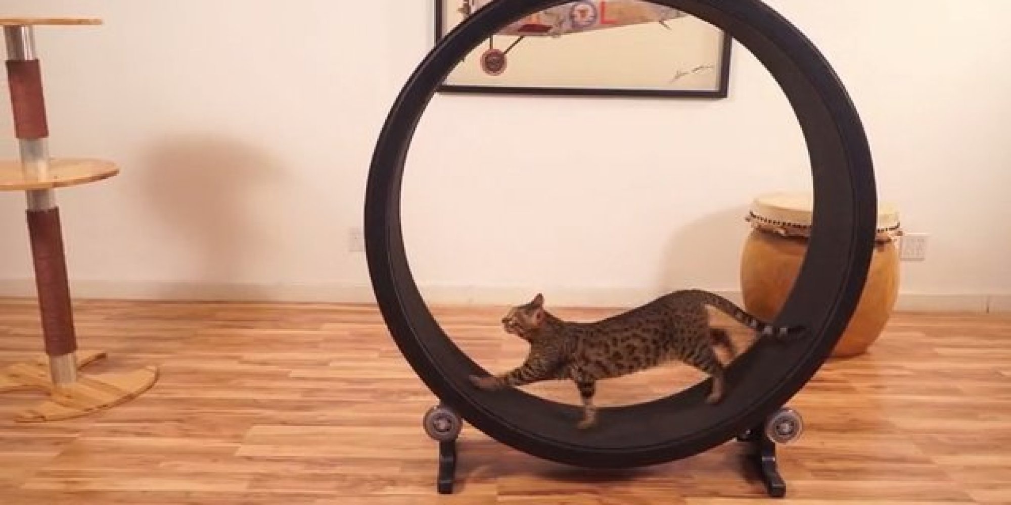 Exercise Wheel @ CatConLA Amazon