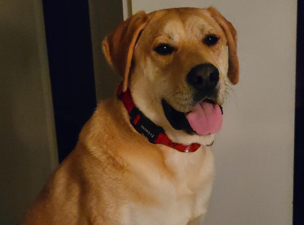 Dog Events Northern Virginia: Unleash Fun & Furry Friends!