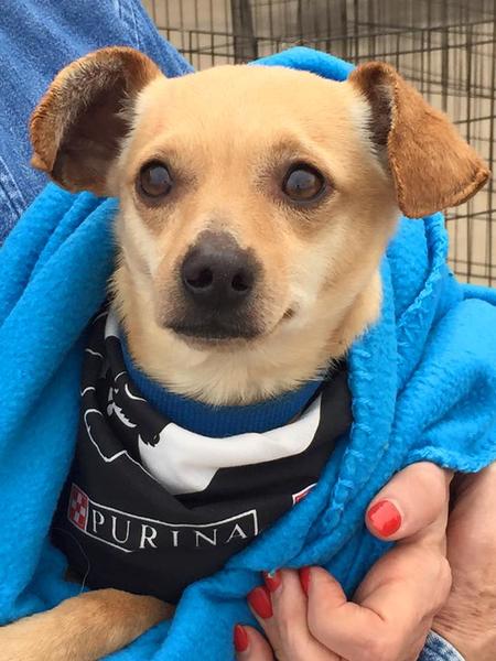 Friends of midlothian animal shelter custom ink fundraising