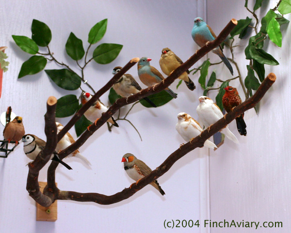 Image result for finch aviary