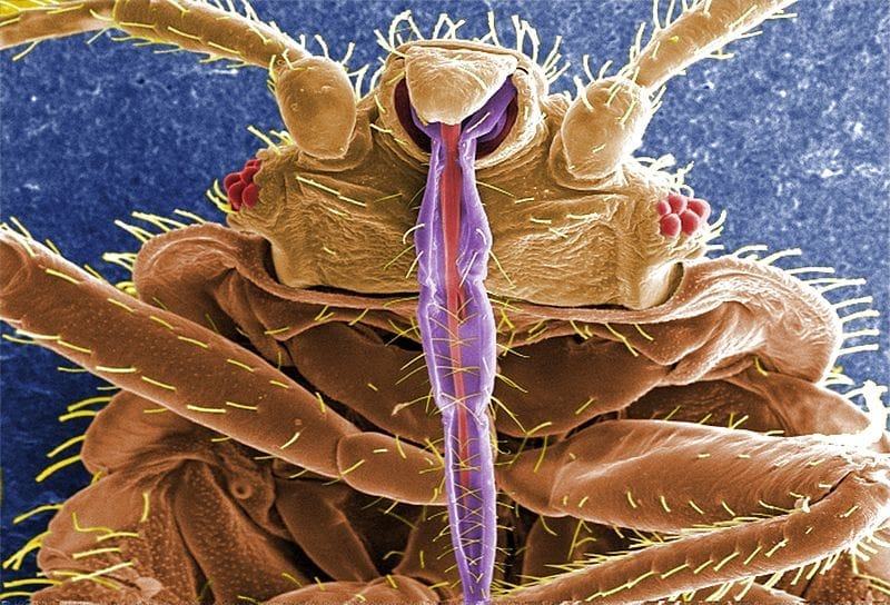 Don’t let the bed bugs bite.” but what if you do? How To Deal With Bed Bugs When Travelling Finding The Universe