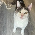 FIP Cat Amazing and Efficient GS 15 mg/ml