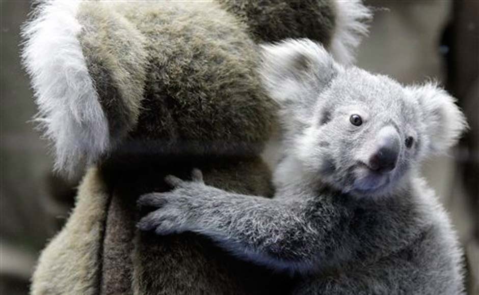 The yet unnamed male koala joey sits next to a toy Koala, in an attempt to make weighing him easier, at the Zoo in Duisburg, western Germany on Wednesday March 27, 2013. The little Koala left his mother's pouch after six months for the first time and is one of two newborn joeys. The Duisburg Zoo is one of the major breeding units for Koalas in Europe: AP