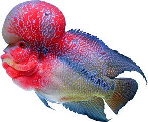 Aquaristsacrosscanada Aquarists Across Canada 740 5850.