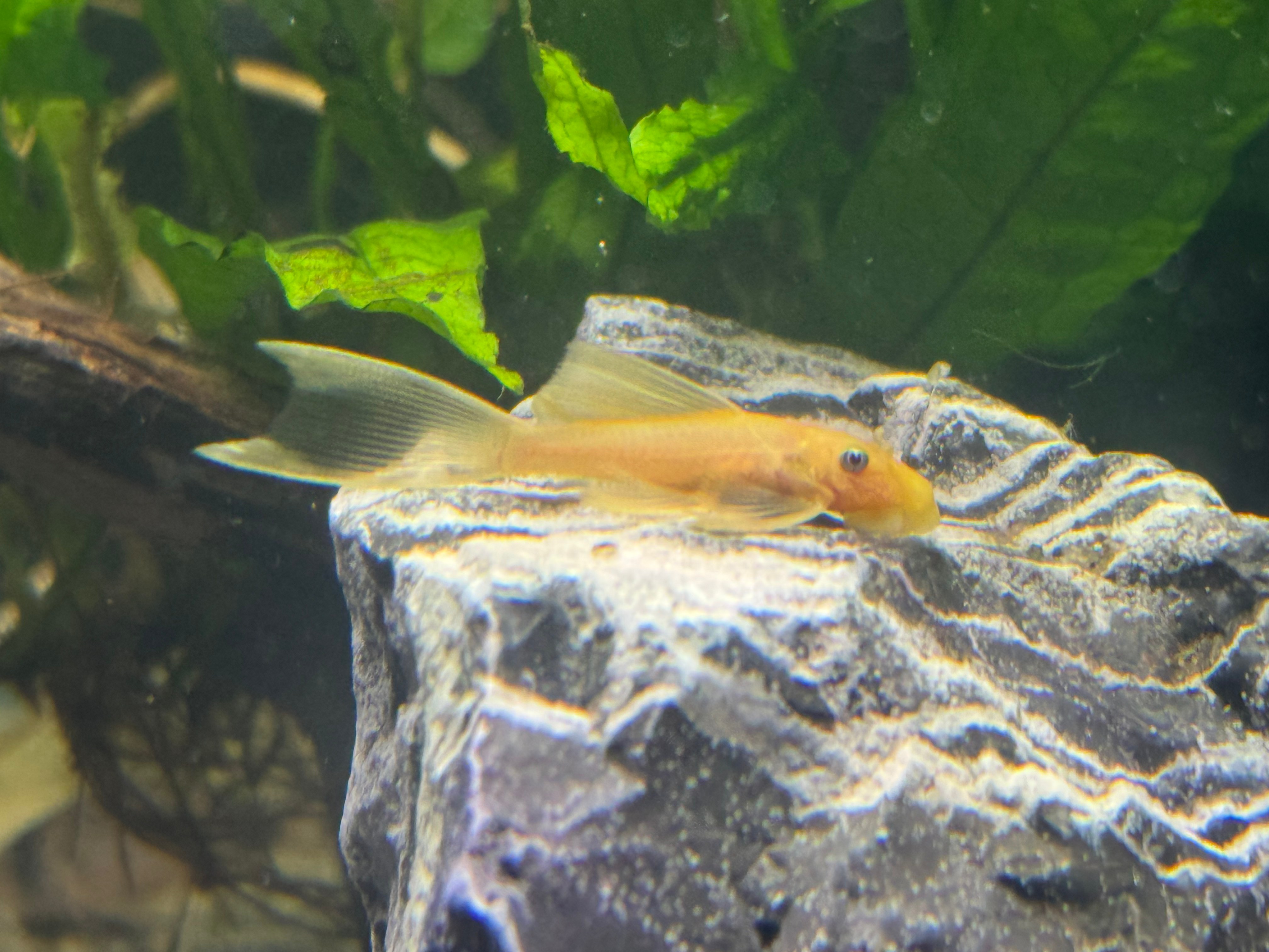 Long-Fin Blue eye lemon  Ancistrus L144 5-7.5cm