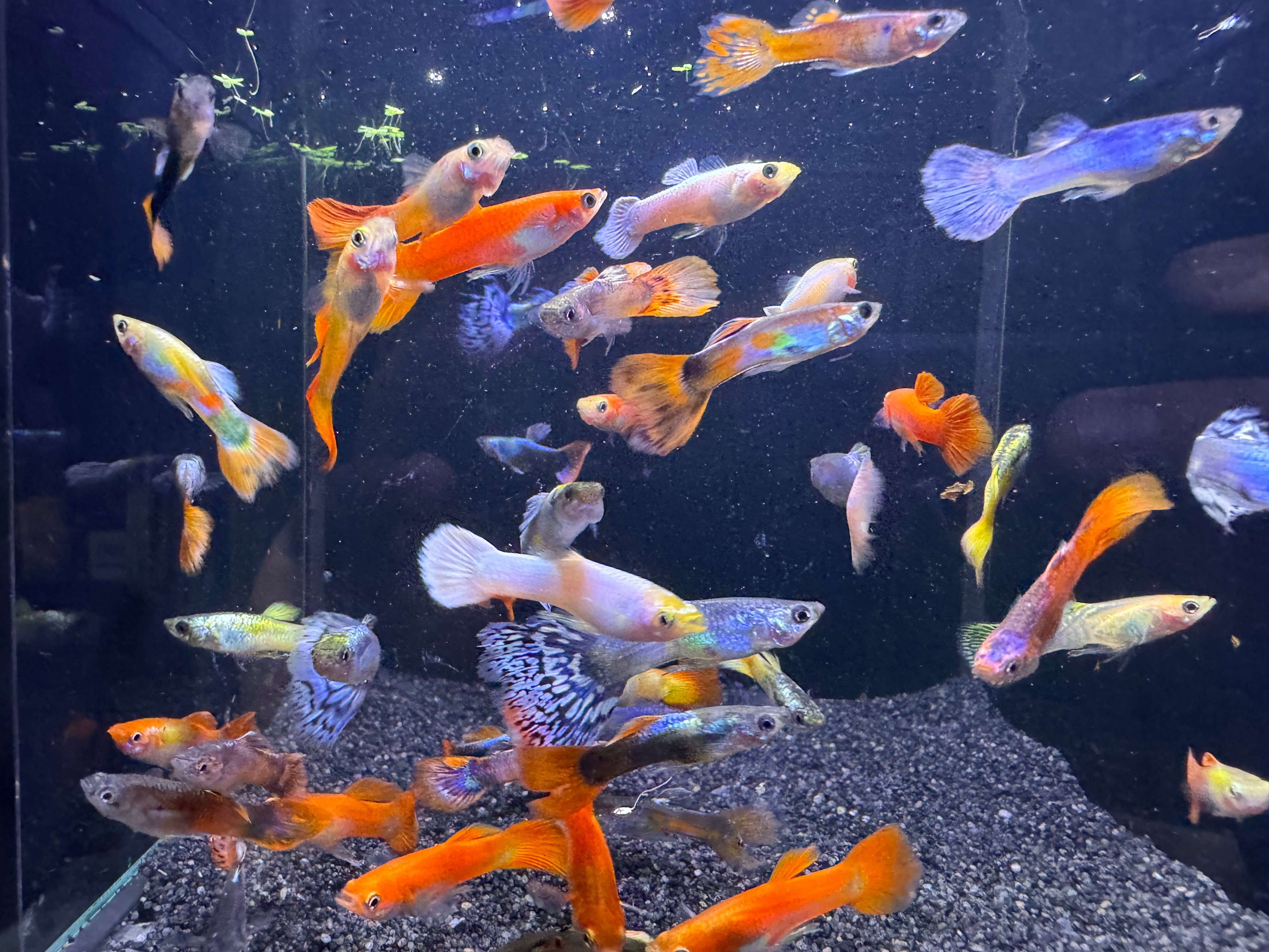Assorted Male Guppy